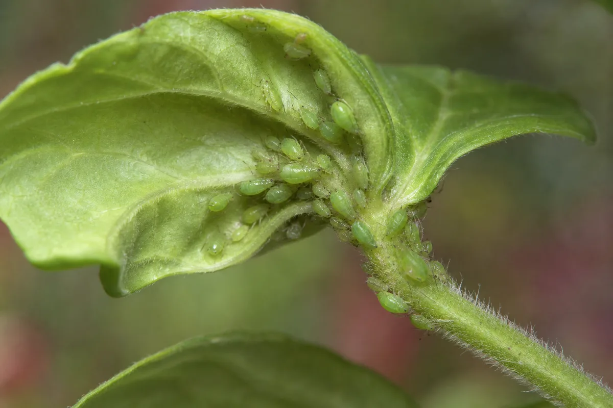 Close-up of Aphids on Geranium - diagnostic detail