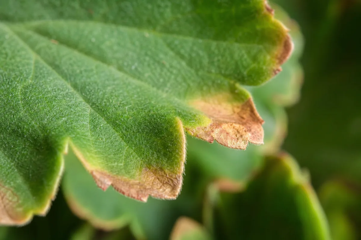 Close-up of Brown Tips on Geranium - diagnostic detail