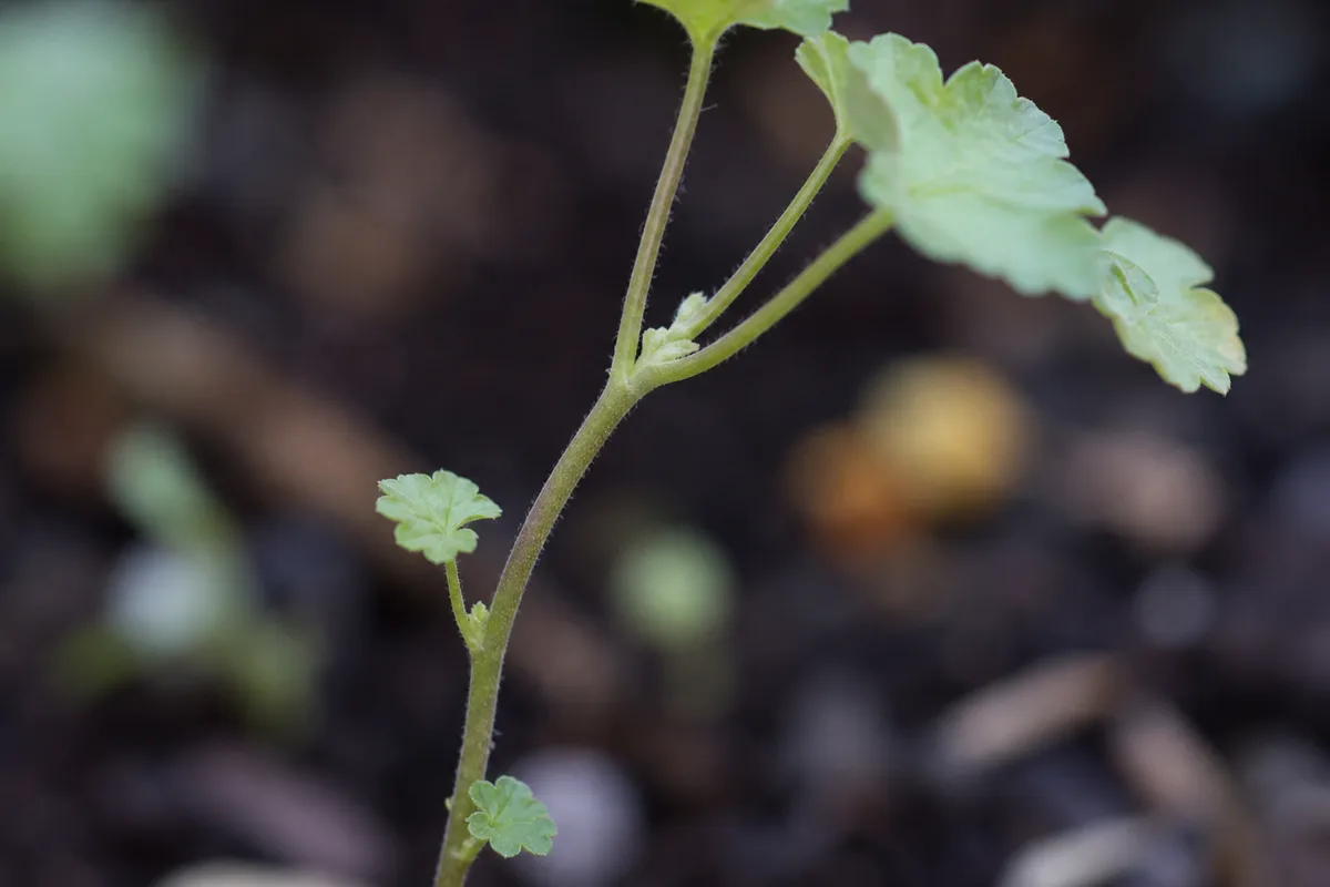Close-up of Leggy Growth on Geranium - diagnostic detail