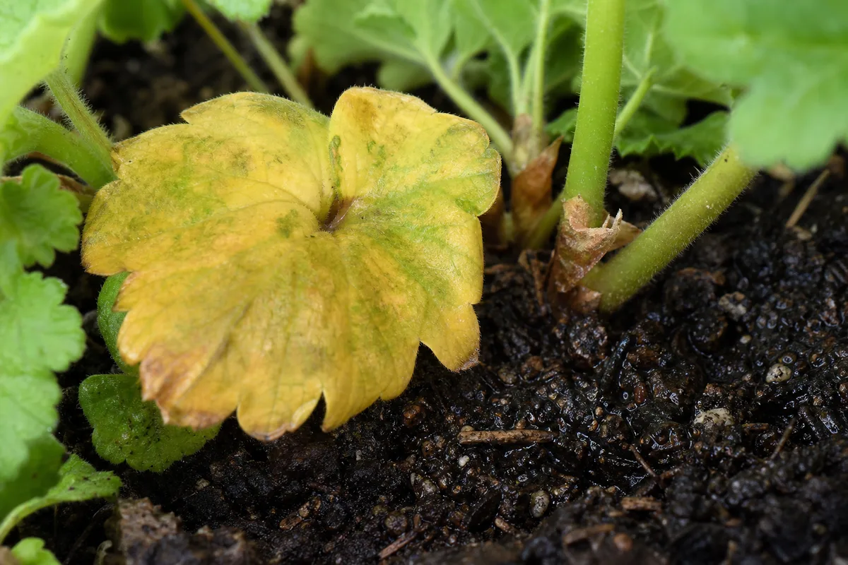 Close-up of Overwatering on Geranium - diagnostic detail