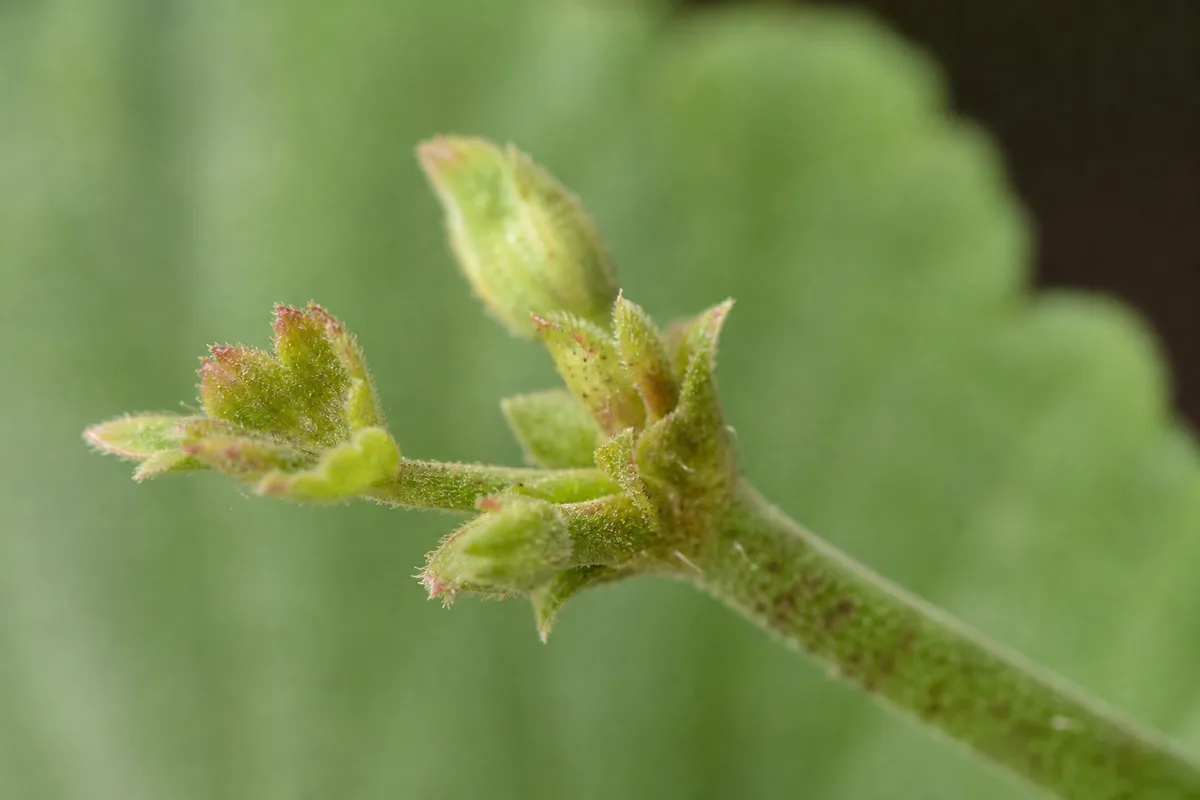 Close-up of Slow Growth on Geranium - diagnostic detail