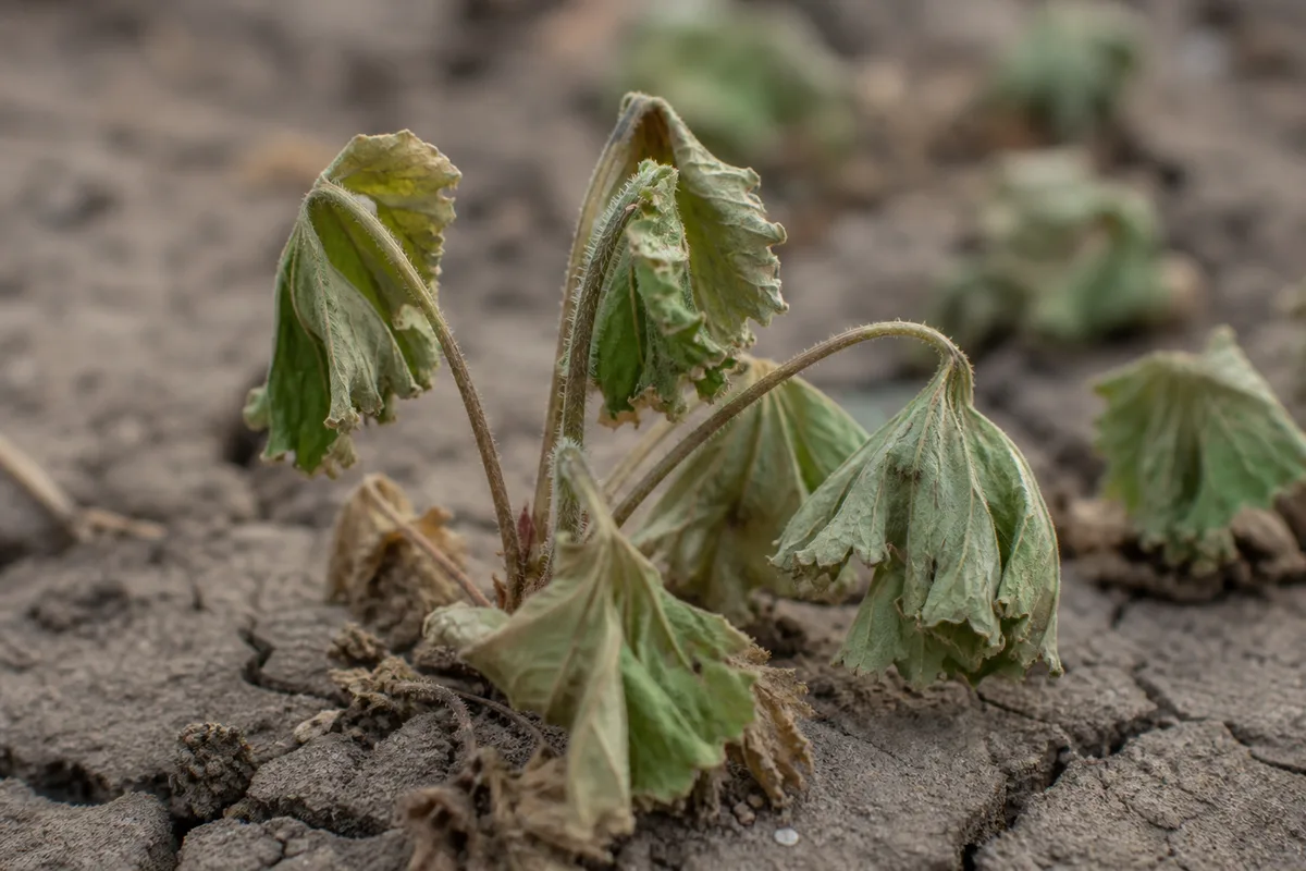 Close-up of Underwatering on Geranium - diagnostic detail