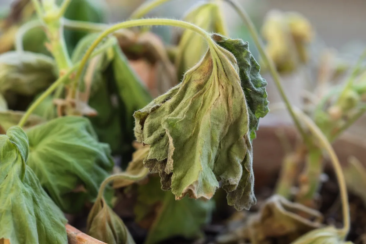 Close-up of Wilting on Geranium - diagnostic detail