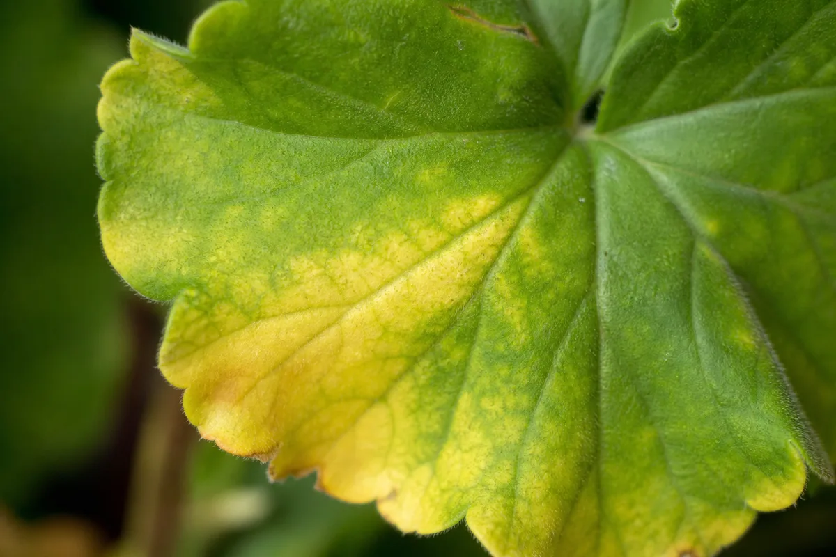 Close-up of Yellow Leaves on Geranium - diagnostic detail