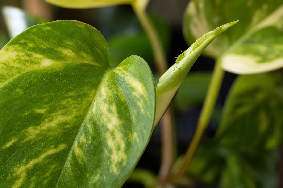 Close-up of Aphids on Golden Pothos - diagnostic detail