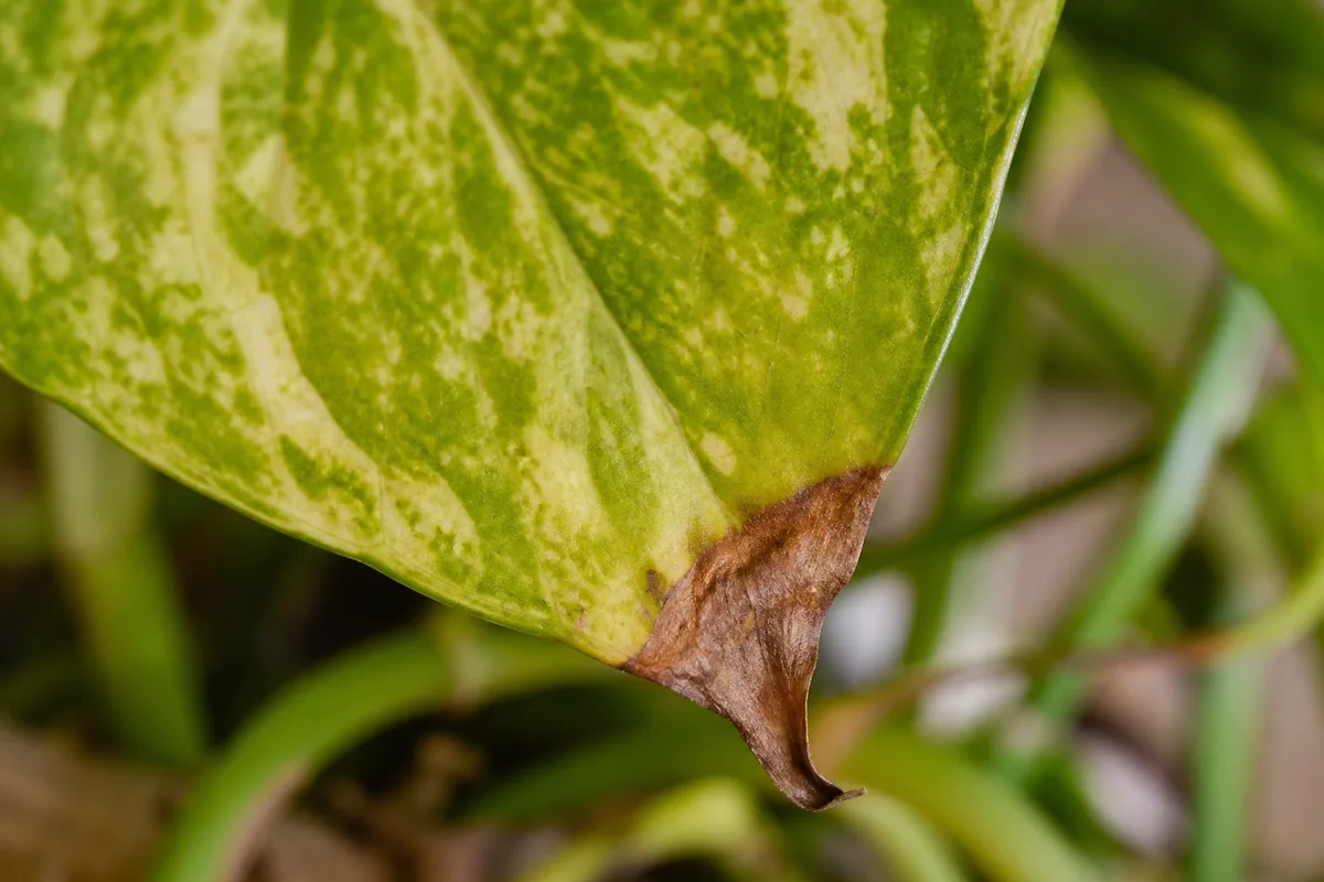 Close-up of Brown Tips on Golden Pothos - diagnostic detail