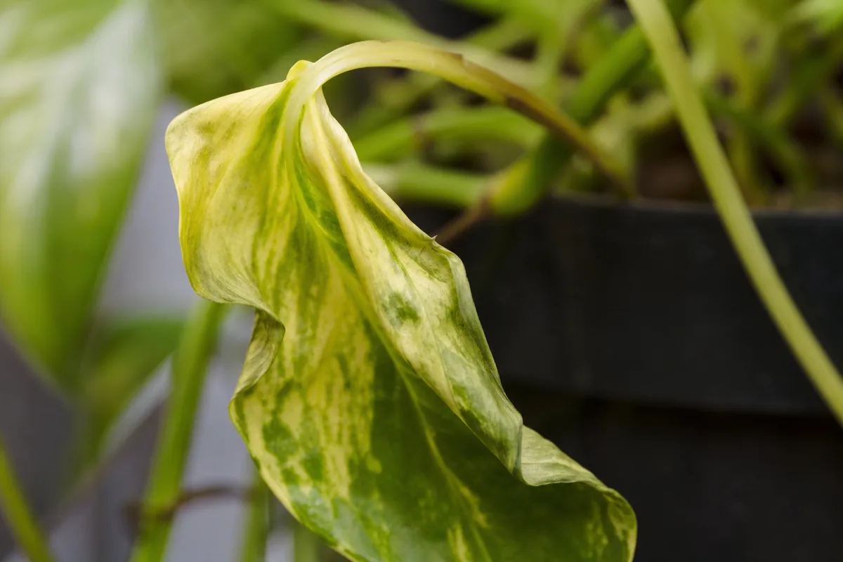 Close-up of Drooping Leaves on Golden Pothos - diagnostic detail