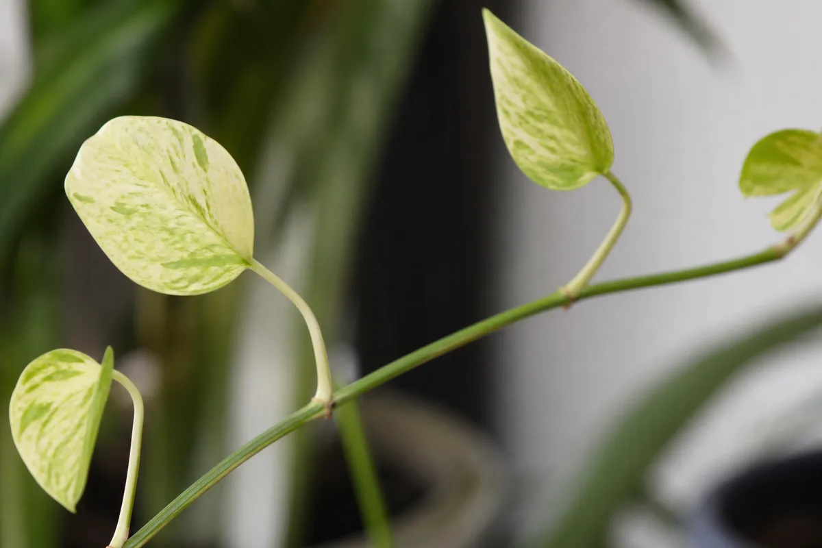 Close-up of Leggy Growth on Golden Pothos - diagnostic detail