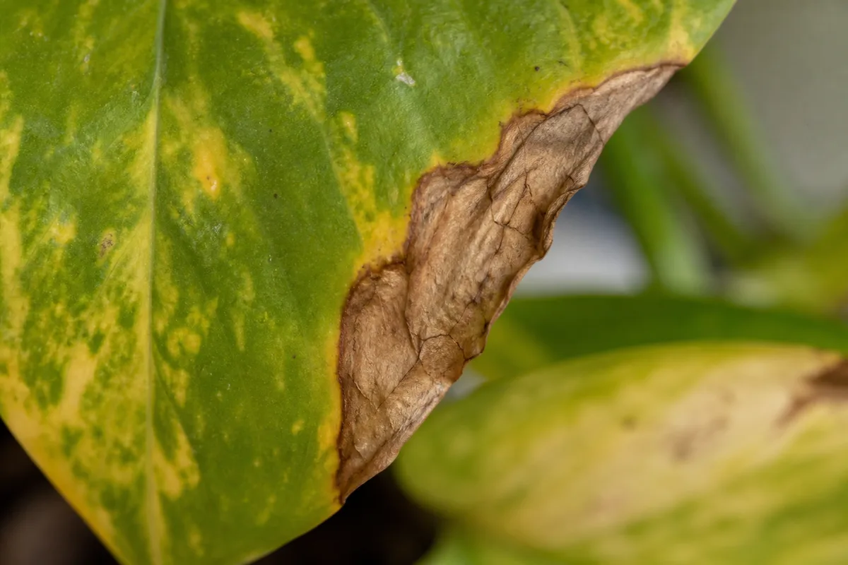 Close-up of Low Humidity on Golden Pothos - diagnostic detail