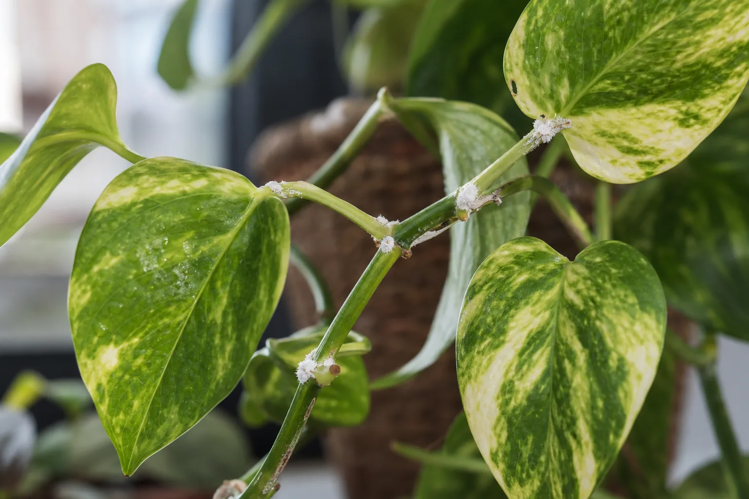 White cottony mealybugs clustered in a golden pothos leaf joint