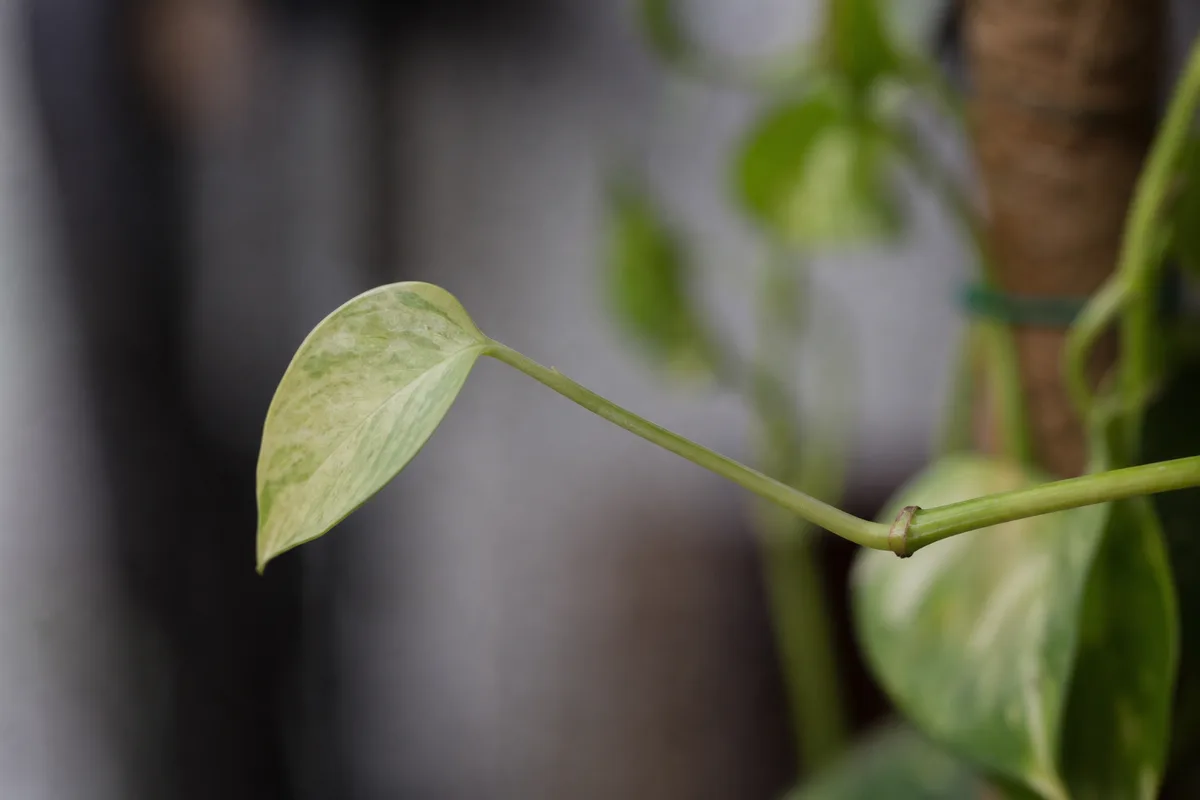 Close-up of Not Enough Light on Golden Pothos - diagnostic detail