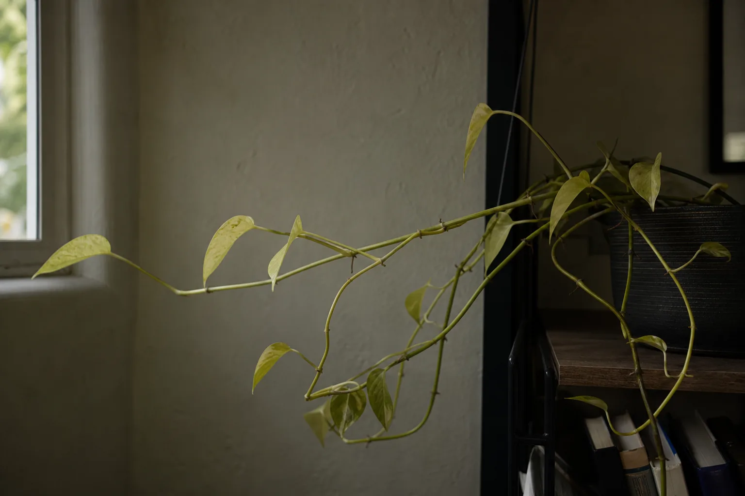 Not Enough Light on Golden Pothos - visible symptom on the plant