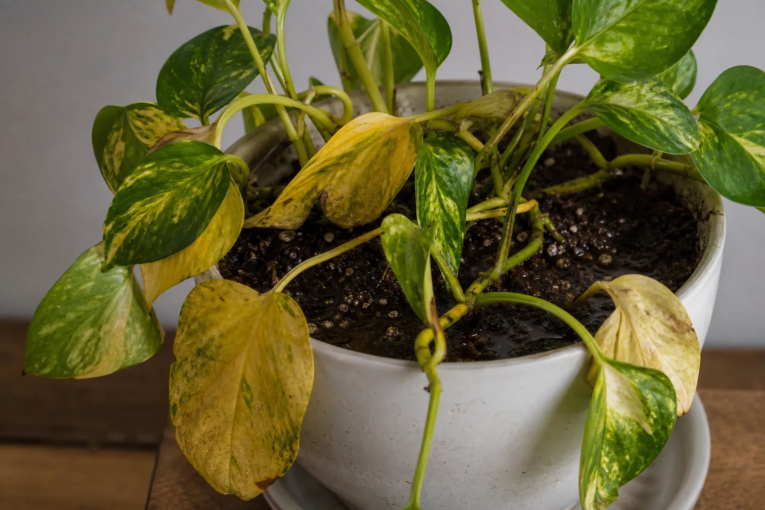 Overwatering on Golden Pothos - visible symptom on the plant