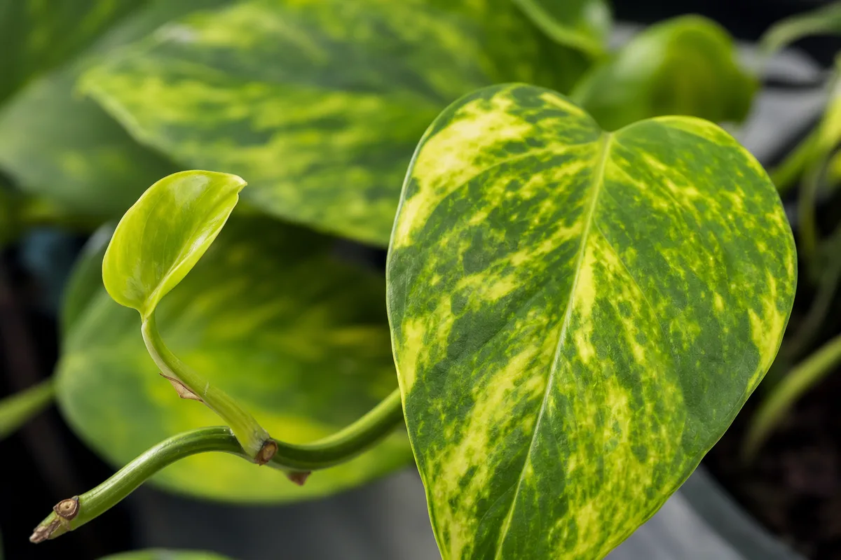 Close-up of Slow Growth on Golden Pothos - diagnostic detail