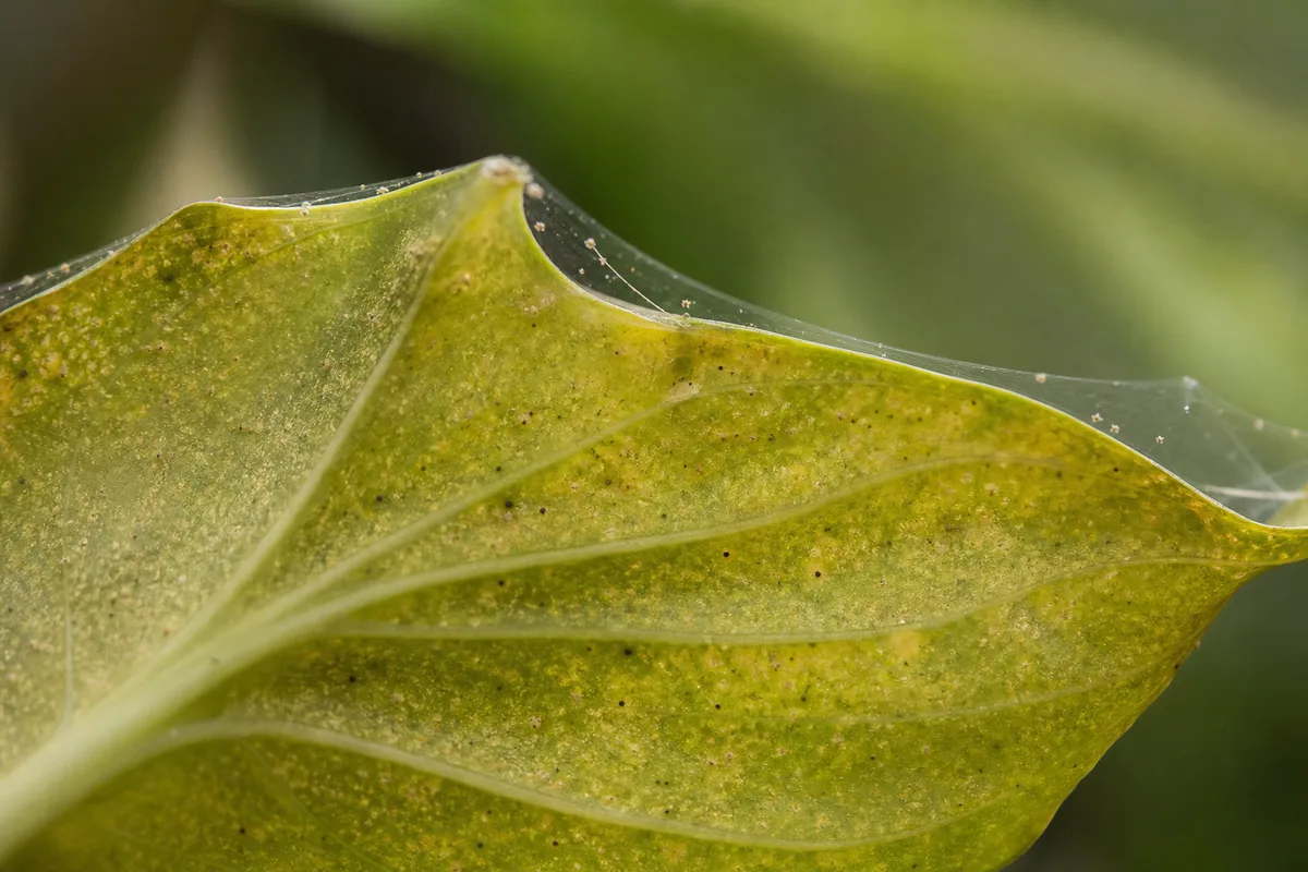 Spider mite stippling and fine webbing on golden pothos leaves