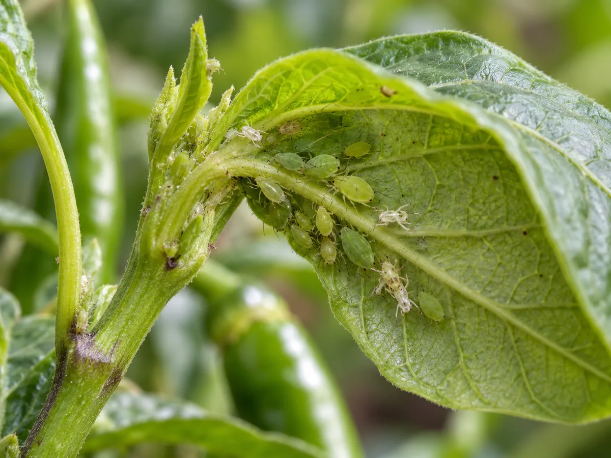 Close view of small green and pale aphids gathered on the underside of a Green Chilli leaf near a tender shoot