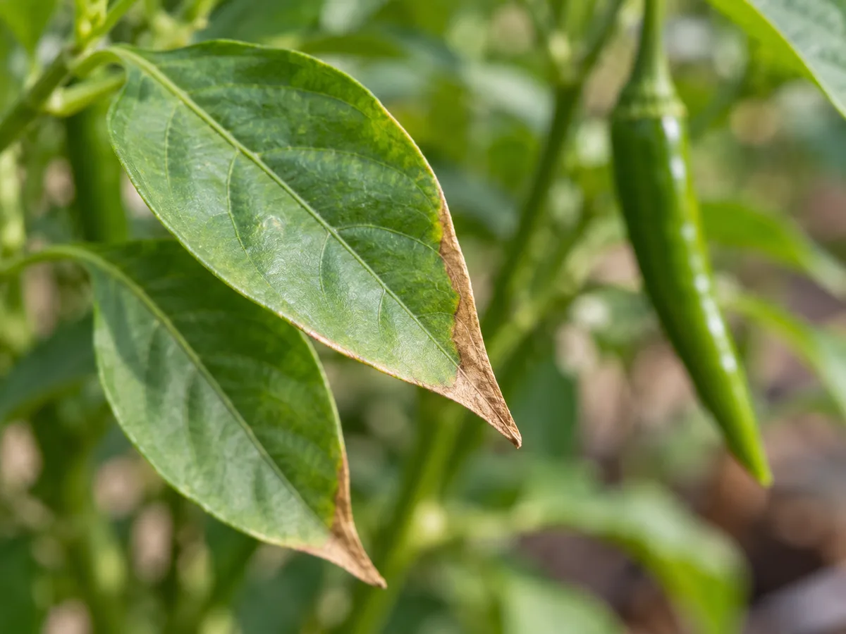 Close-up of a Green Chilli leaf with a dry brown tip and a narrow crisp margin, with healthy green tissue behind it