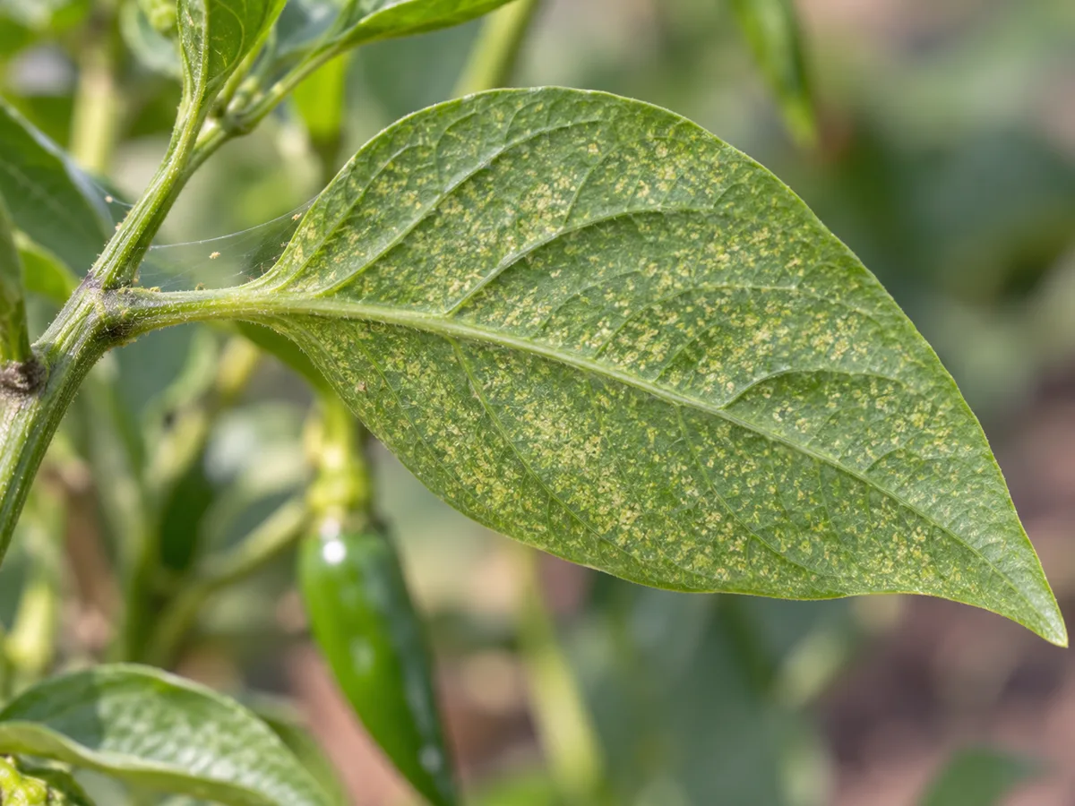 Close view of pale stippling and delicate web strands on a Green Chilli leaf underside