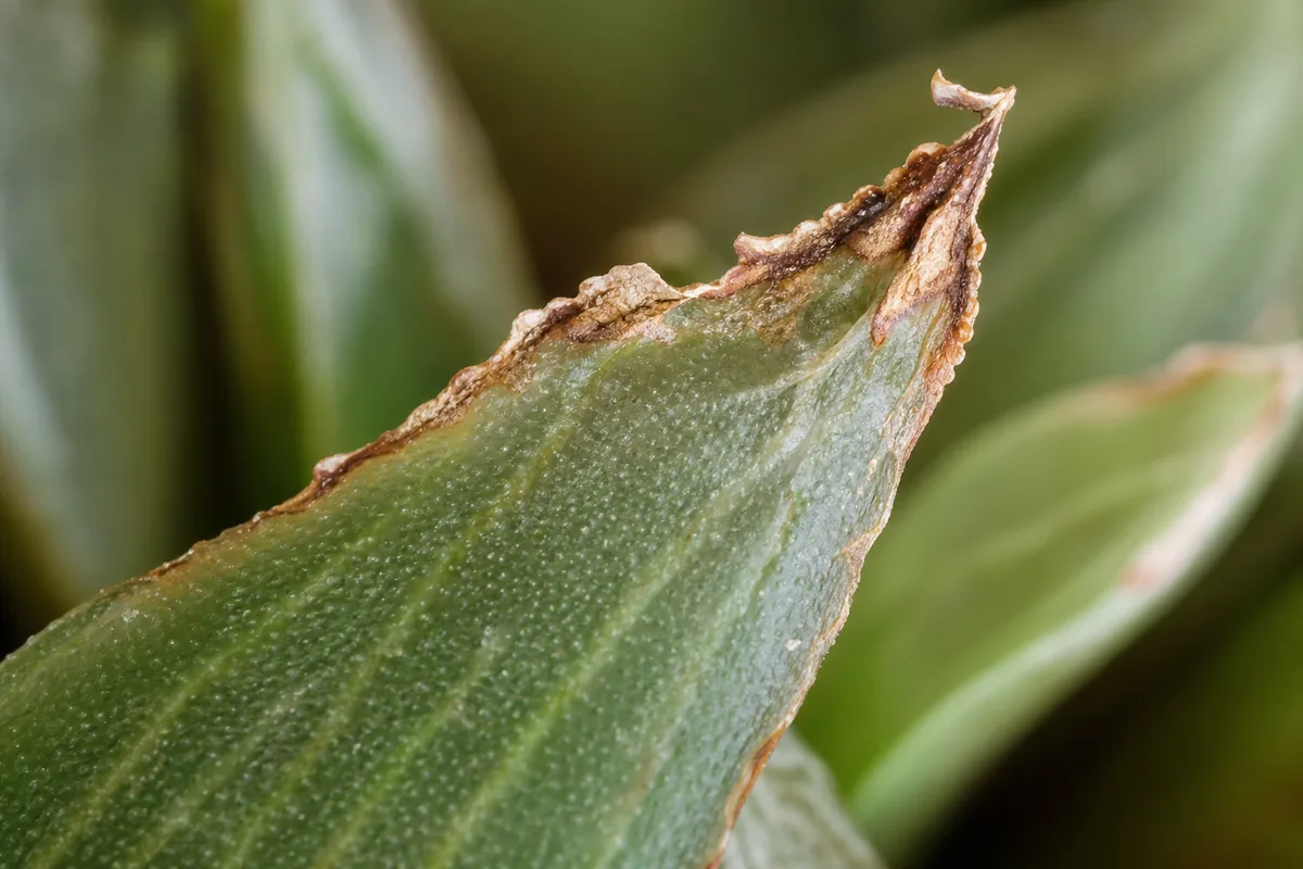 Close-up of Brown Tips on Haworthia - diagnostic detail