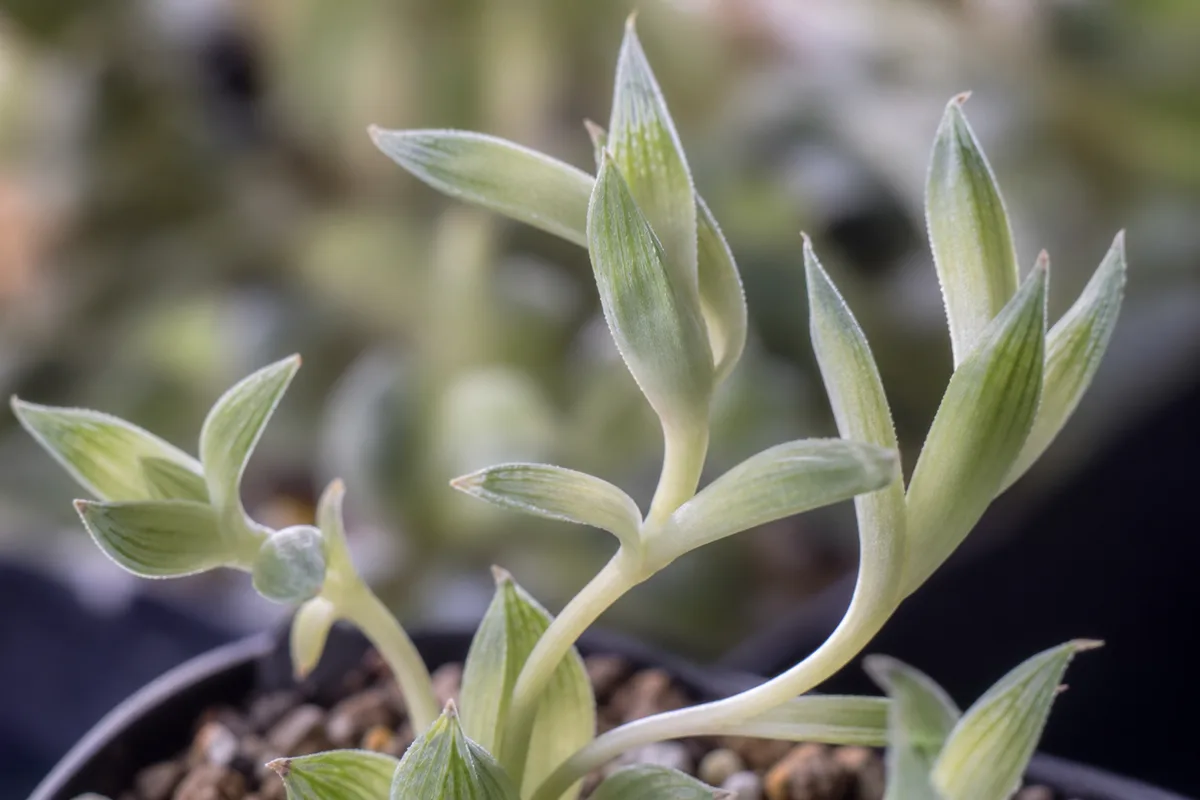 Close-up of Leggy Growth on Haworthia - diagnostic detail