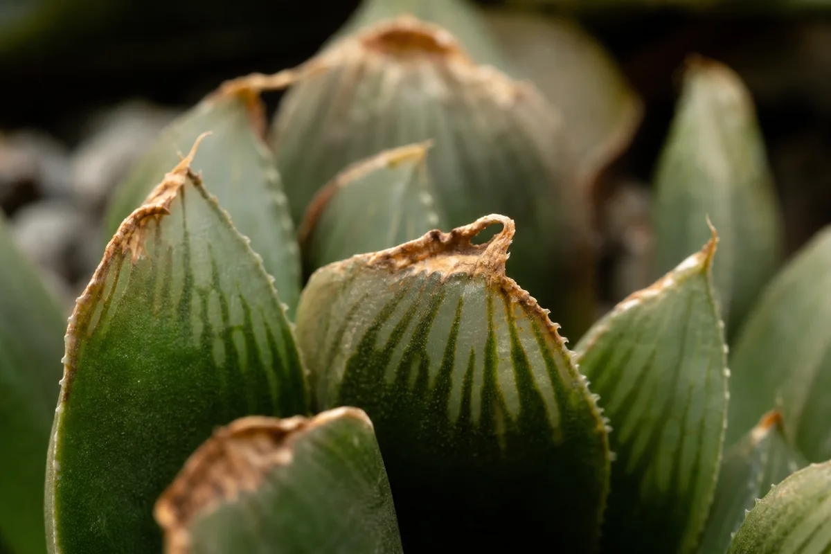Close-up of Low Humidity on Haworthia - diagnostic detail