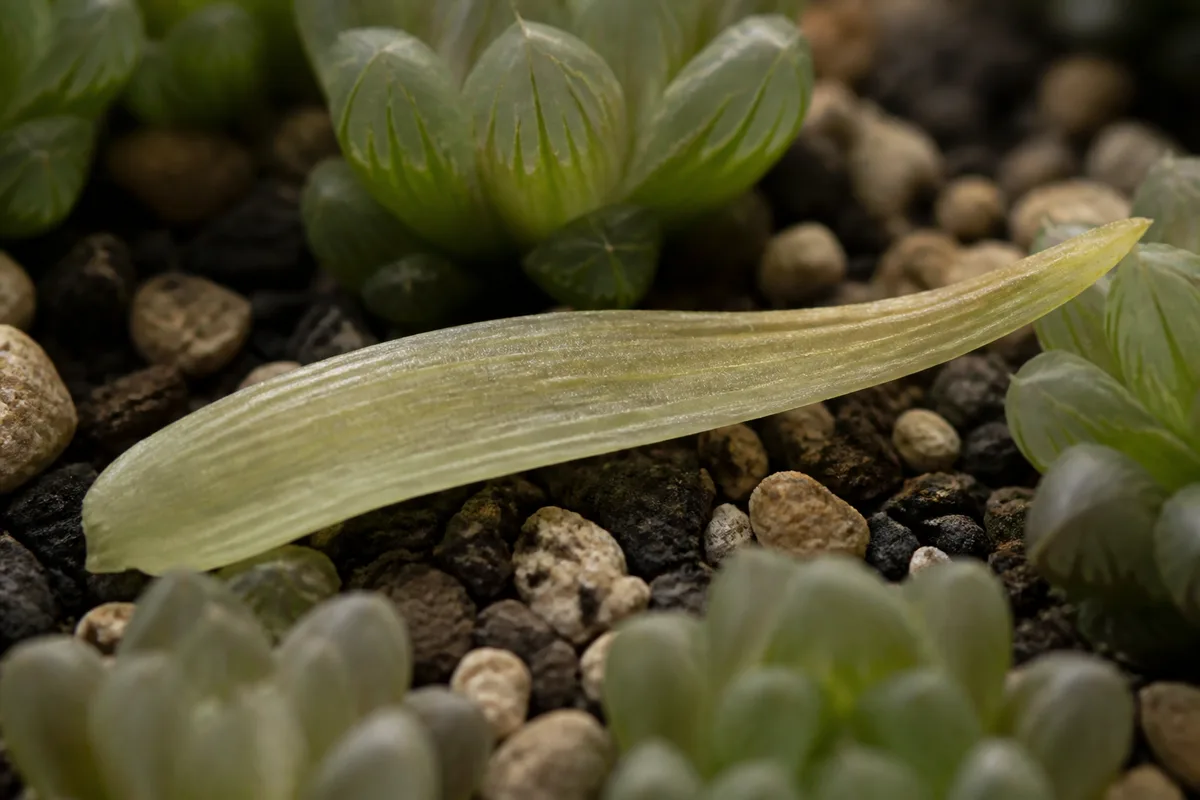 Close-up of Not Enough Light on Haworthia - diagnostic detail