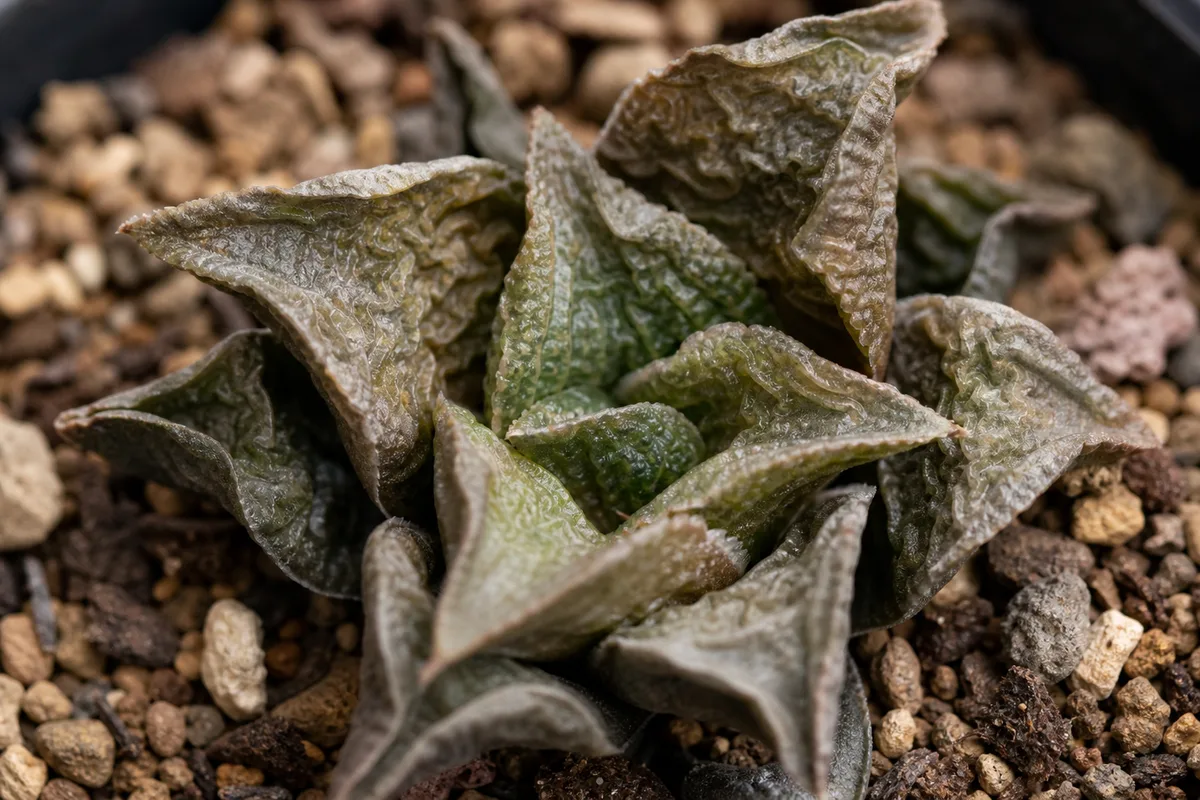 Close-up of Underwatering on Haworthia - diagnostic detail