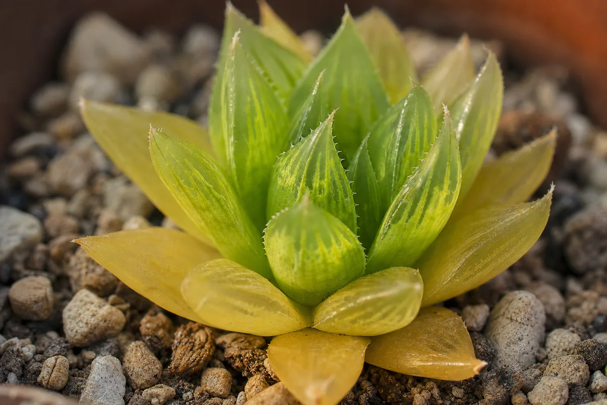 Close-up of Yellow Leaves on Haworthia - diagnostic detail