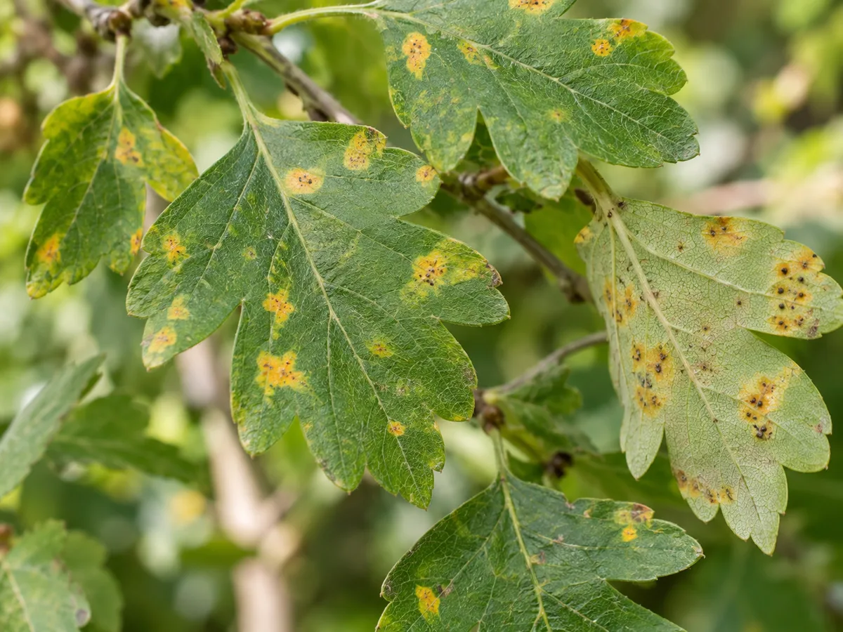 Close view of cedar-hawthorn rust spots on hawthorn leaves and small fruit