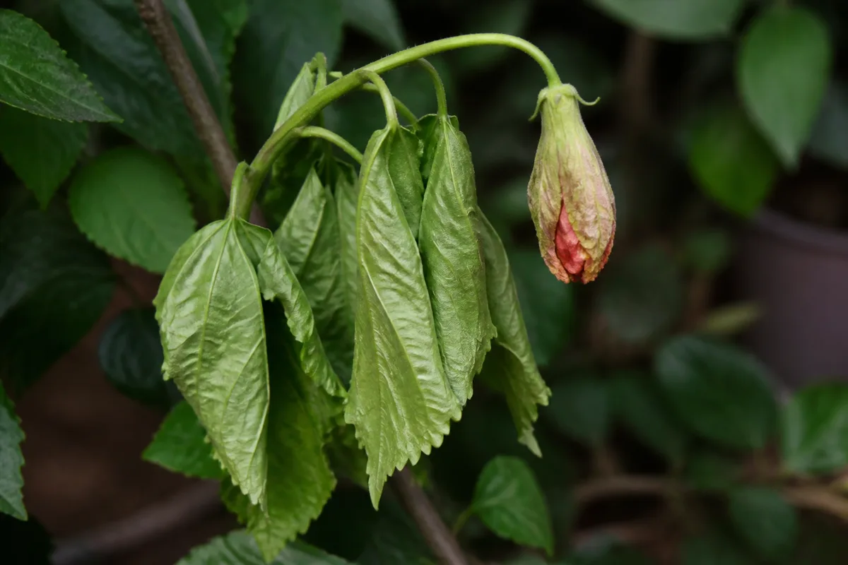 Close-up of Drooping Leaves on Hibiscus - diagnostic detail
