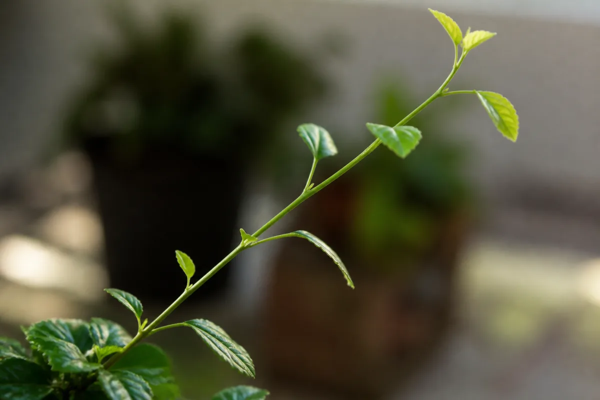 Close-up of Leggy Growth on Hibiscus - diagnostic detail
