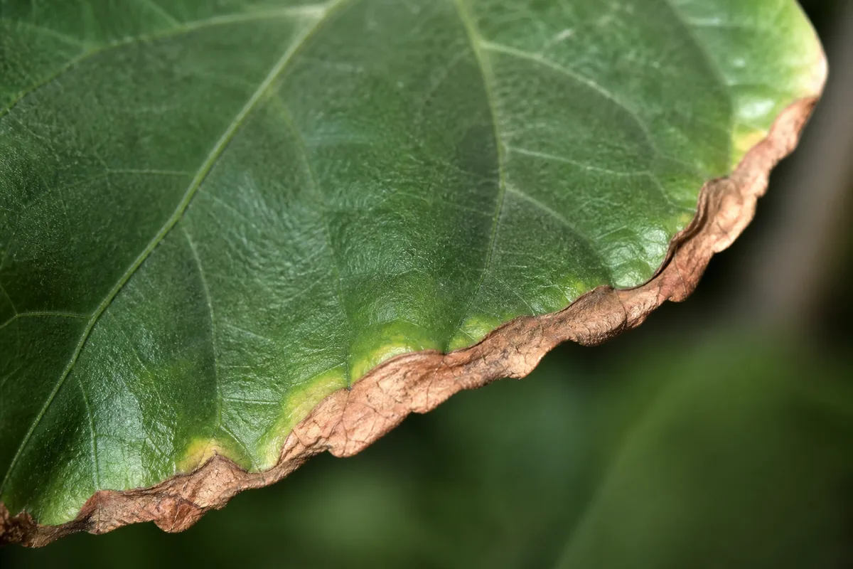 Close-up of Low Humidity on Hibiscus - diagnostic detail