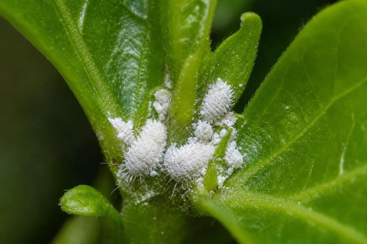 Close-up of Mealybugs on Hibiscus - diagnostic detail