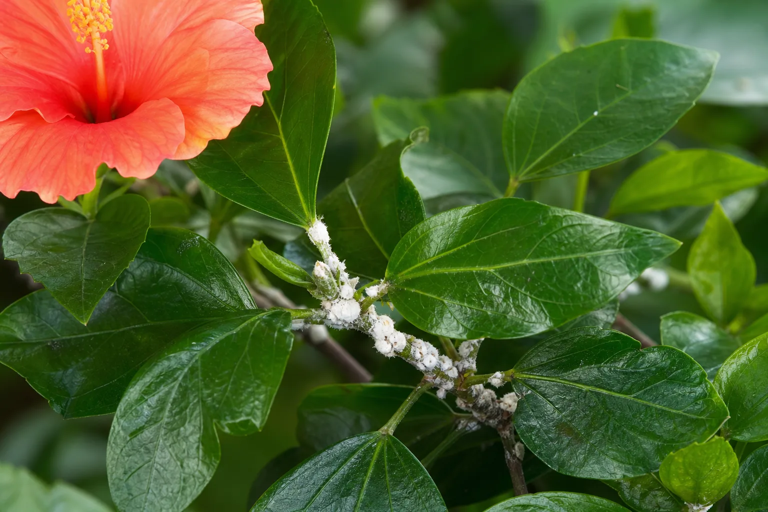 Mealybugs on Hibiscus - visible symptom on the plant