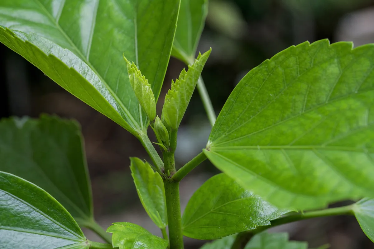 Close-up of No Flowers on Hibiscus - diagnostic detail