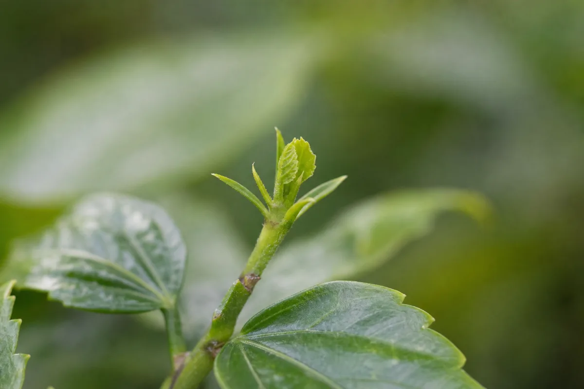 Close-up of Slow Growth on Hibiscus - diagnostic detail