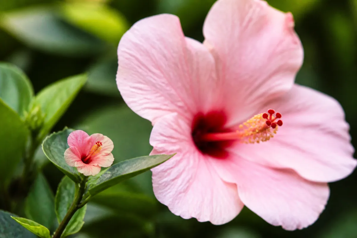 Close-up comparing a full-sized pink hibiscus bloom with a distinctly undersized flower on the same plant