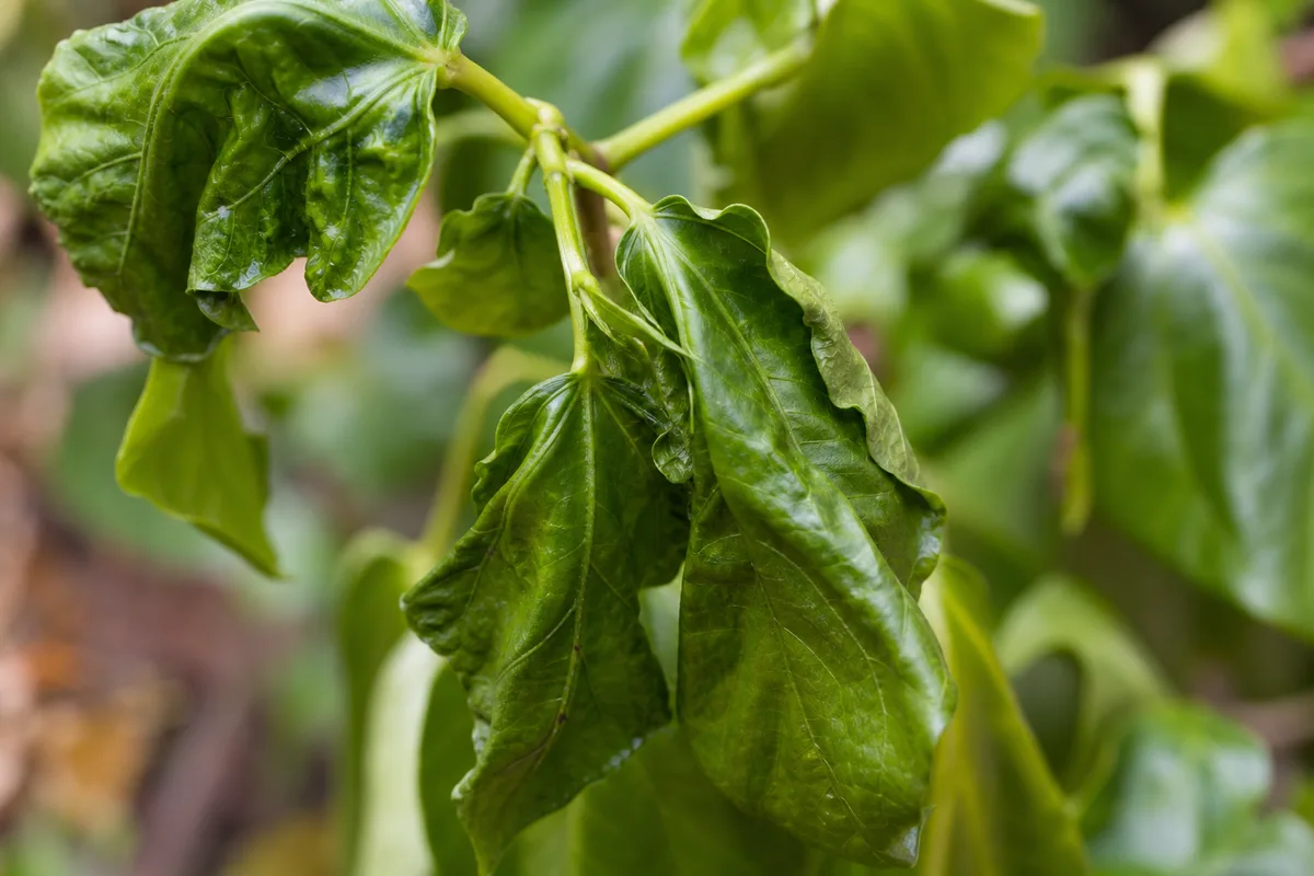 Close-up of Wilting on Hibiscus - diagnostic detail