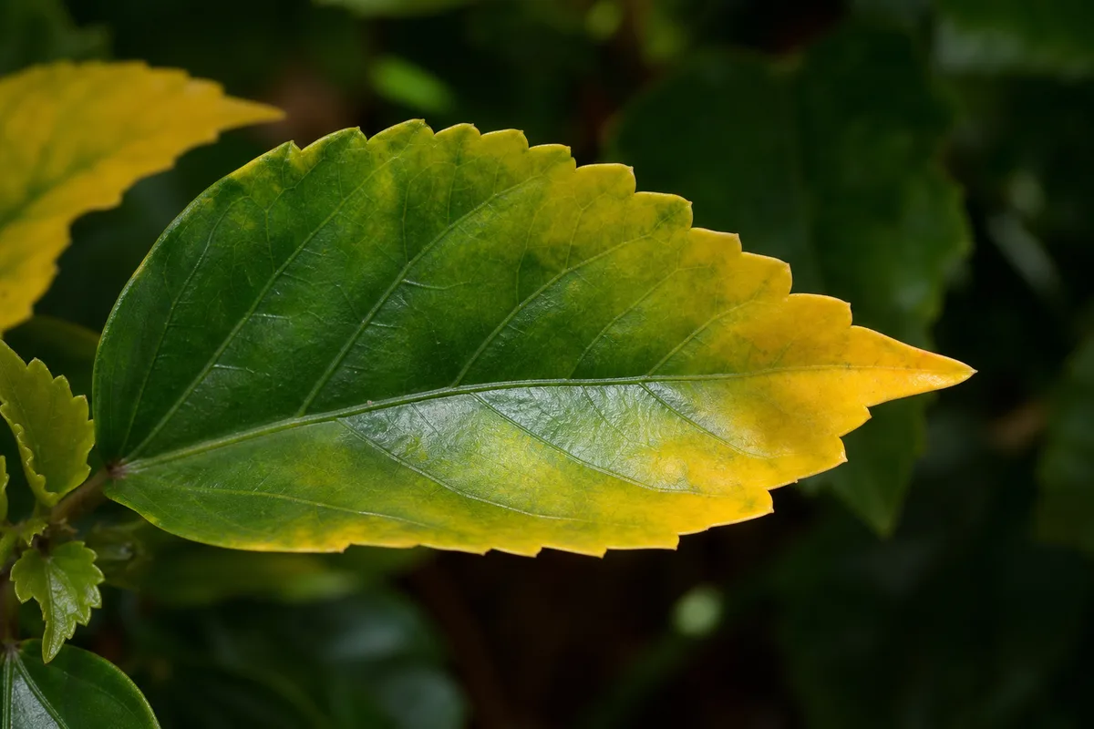 Close-up of Yellow Leaves on Hibiscus - diagnostic detail