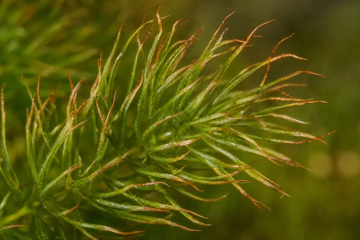 Close-up of Brown Tips on Hornwort - diagnostic detail