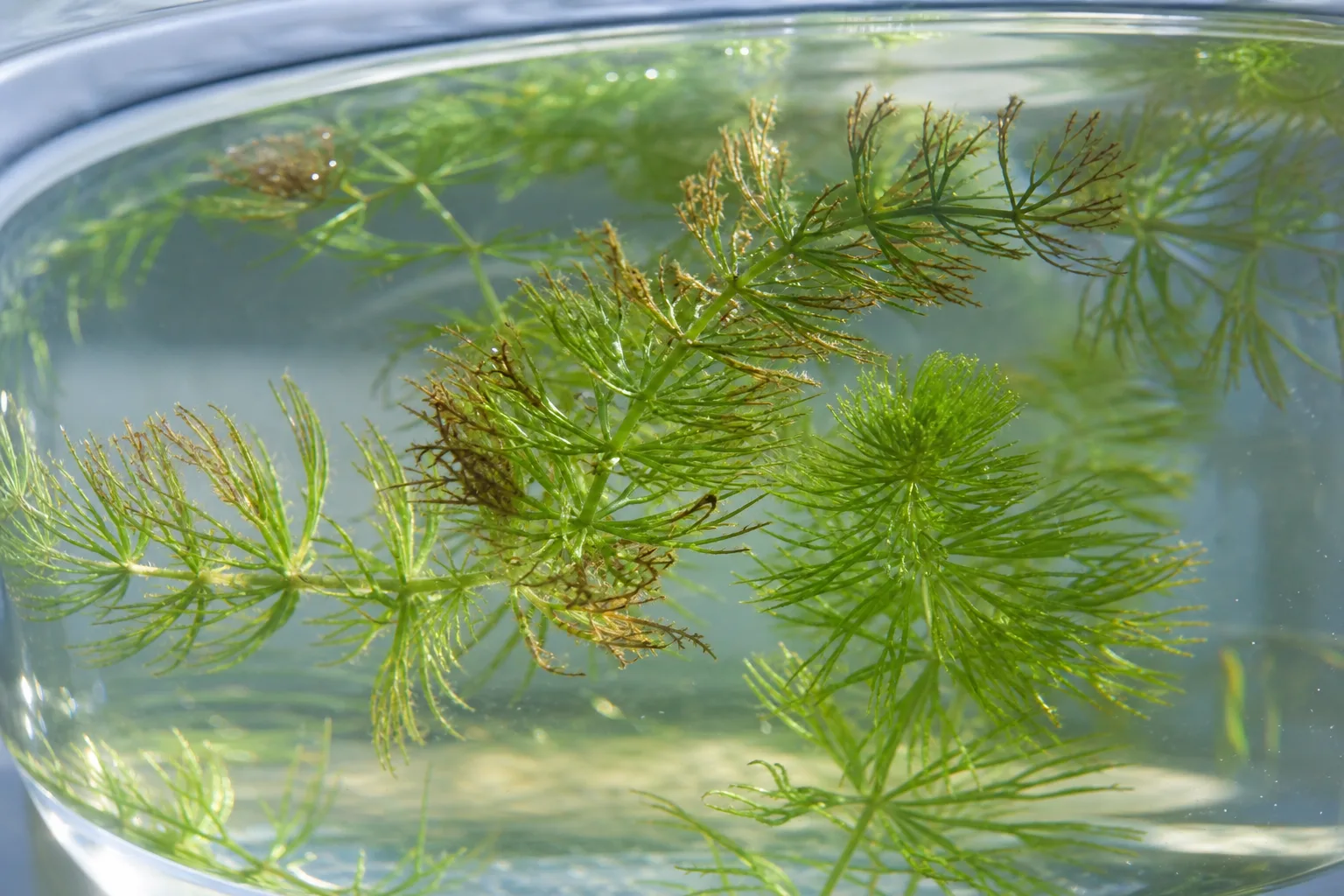 Brown Tips on Hornwort - visible symptom on the plant