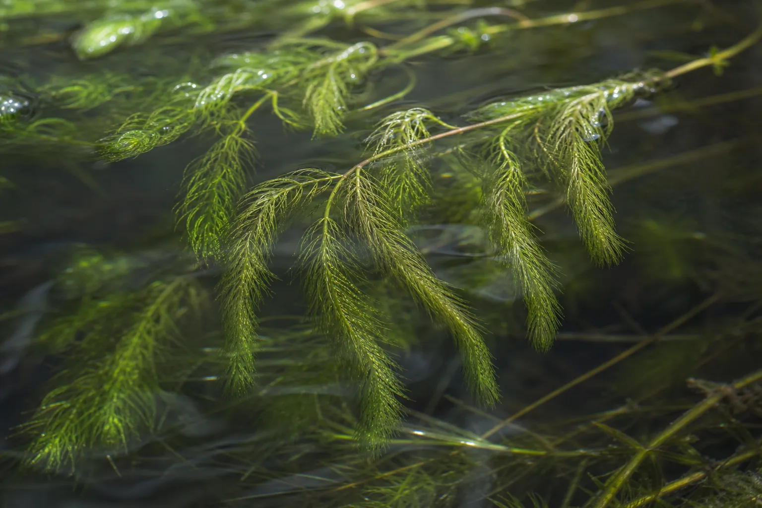 Drooping Leaves on Hornwort - visible symptom on the plant
