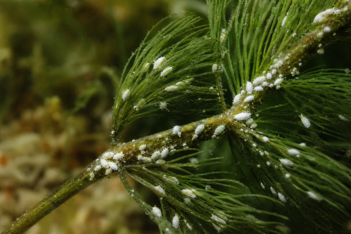 Close-up of Mealybugs on Hornwort - diagnostic detail