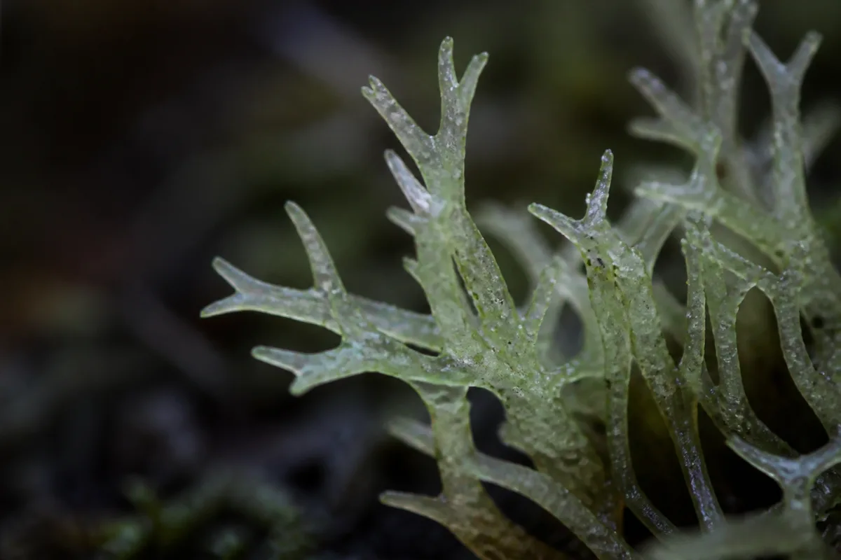 Close-up of Not Enough Light on Hornwort - diagnostic detail