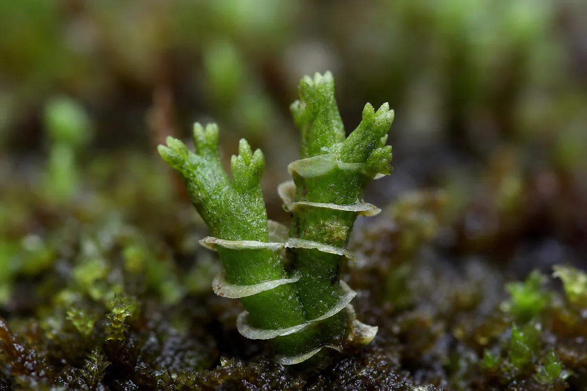 Close-up of Slow Growth on Hornwort - diagnostic detail
