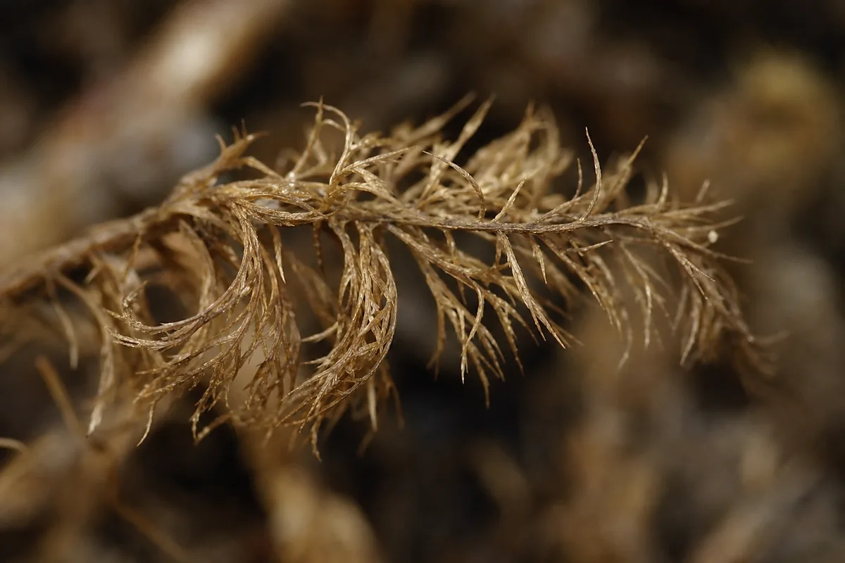 Close-up of Underwatering on Hornwort - diagnostic detail