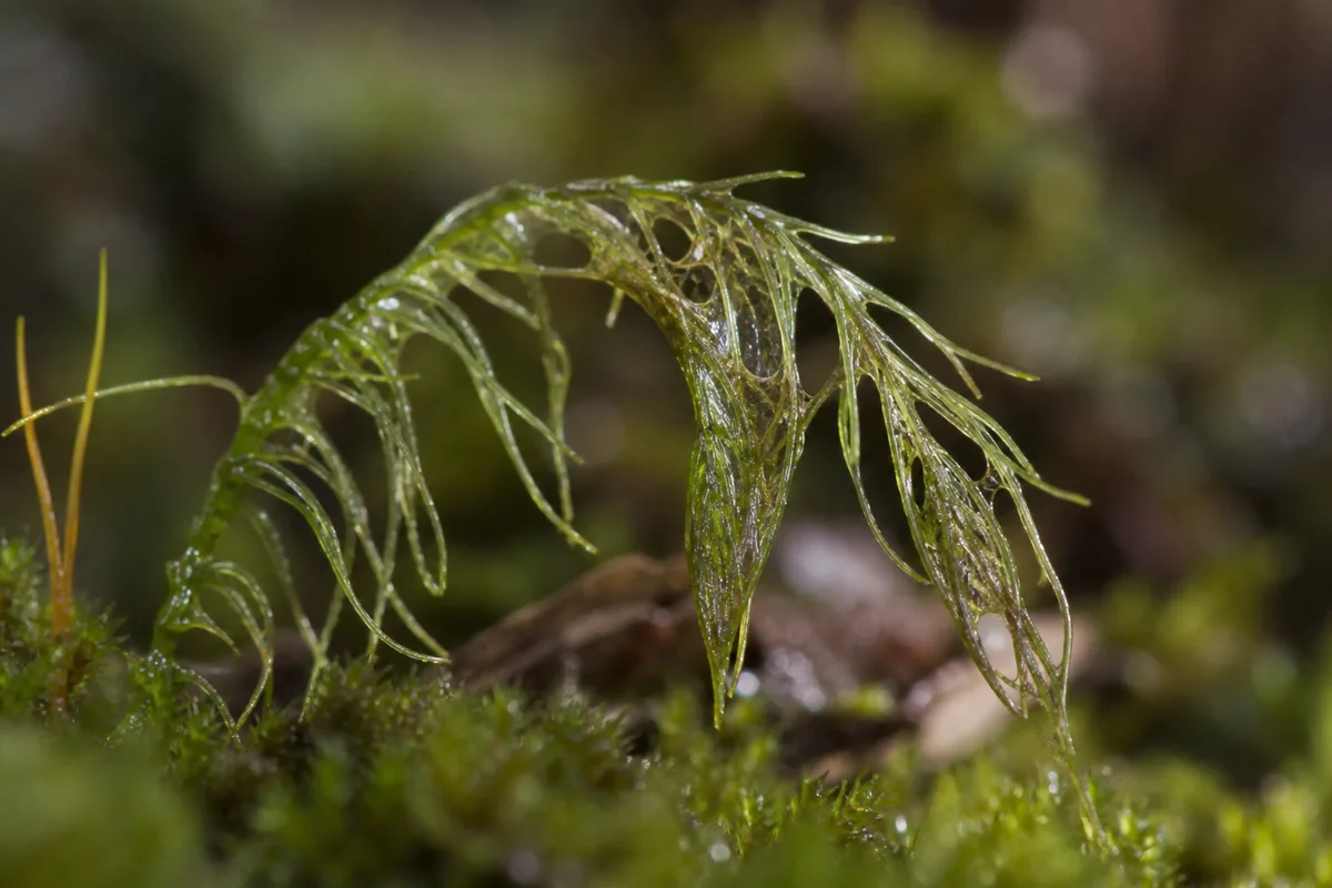 Close-up of Wilting on Hornwort - diagnostic detail