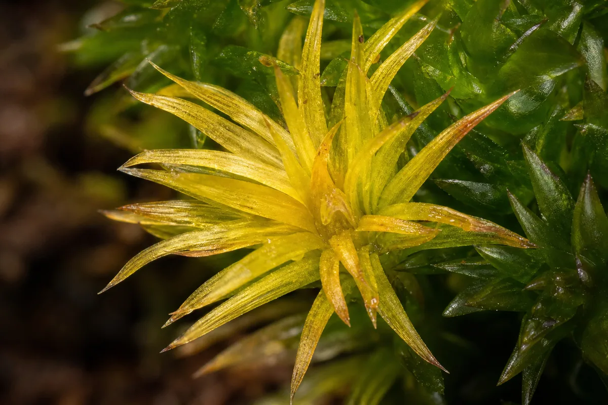 Close-up of Yellow Leaves on Hornwort - diagnostic detail