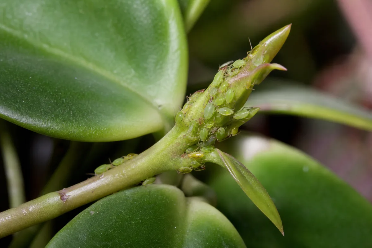 Close-up of Aphids on Hoya - diagnostic detail