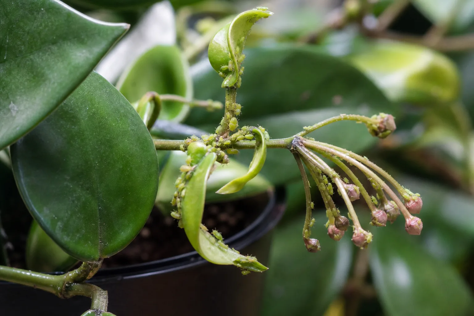 Aphids on Hoya - visible symptom on the plant